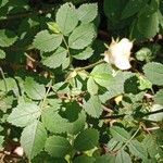 Rosa arvensis Blatt