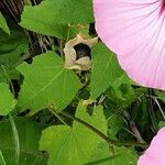 Malva trimestris Leaf