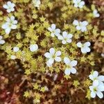 Saxifraga hypnoides Květ