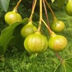 Vernicia fordii Fruit