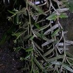 Epidendrum acunae Elinympäristö