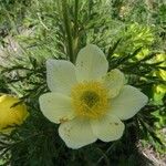 Anemone baldensis Flower