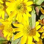 Sanvitalia procumbens Fula