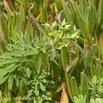 Euphorbia azorica Hábitos
