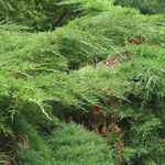 Juniperus horizontalis Feuille