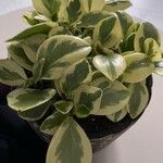 Peperomia magnoliifoliaЛист