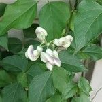 Cochliasanthus caracalla Flower