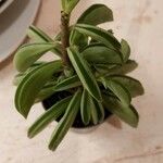 Peperomia dolabriformis Liść