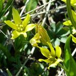 Gagea fragifera その他の提案