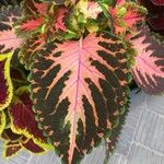 Coleus decurrens Frunză