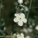 Omphalodes linifolia Fiore