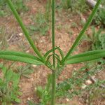 Knautia integrifolia Mosusu
