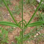 Knautia integrifolia Other