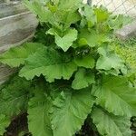 Arctium lappaLeaf