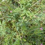 Onobrychis caput-galli Libunga