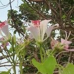 Bauhinia monandra Цвят