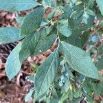 Vaccinium stamineum Leaf