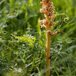 Orobanche bartlingii Kukka