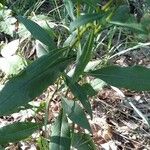 Solidago virgaurea Листок