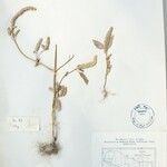 Elsholtzia ciliata Autre