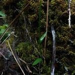 Benthamia herminioides Hoja