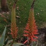 Aloe arborescens Blomma