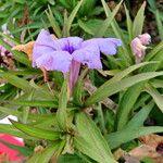 Ruellia simplex 花