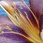 Hemerocallis minor Flors