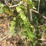 Dalbergia melanoxylon Лист