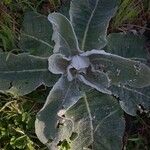 Verbascum pulverulentum Foglia