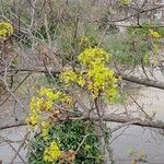 Acer platanoides Çiçek
