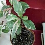 Pseuderanthemum carruthersii Foglia