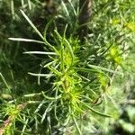 Artemisia campestris Leaf