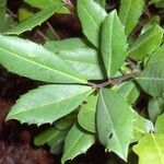 Ilex ambigua Blatt