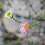 Erigeron karvinskianus Flower