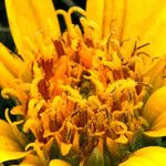 Balsamorhiza hookeri Blüte