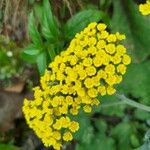 Achillea tomentosa