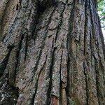 Castanea sativa Ekosanga