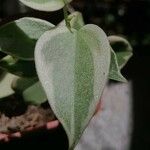 Peperomia scandens Leaf