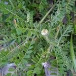 Astragalus pelecinus Blatt