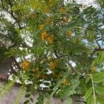 Tipuana tipu Çiçek