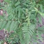 Pteridium aquilinum葉