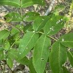 Pterocarya stenoptera Leaf