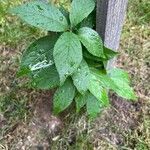 Prunus americana Blatt