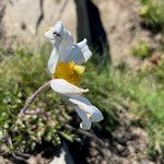 Pulsatilla alpina Cvet