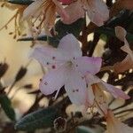 Rhododendron pubescens Flor