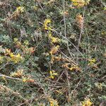 Acmispon dendroideus Fiore