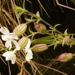 Silene latifolia 花