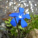 Gentiana verna പുഷ്പം