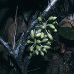 Guatteria wachenheimii Fruit